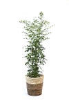 観葉植物 通販 シルクジャスミン ゲッキツ 7号鉢 ツートーン鉢カバー付 観葉植物 本物