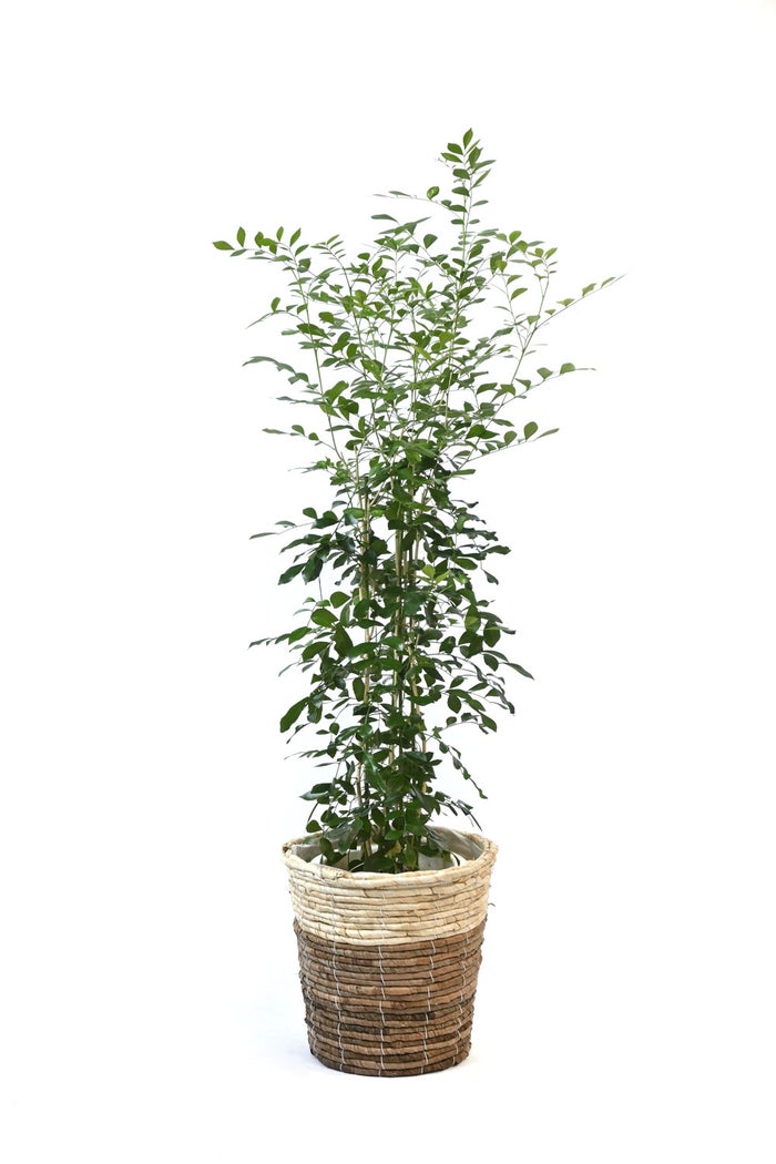 観葉植物 通販 シルクジャスミン ゲッキツ 7号鉢 ツートーン鉢カバー付 観葉植物 本物