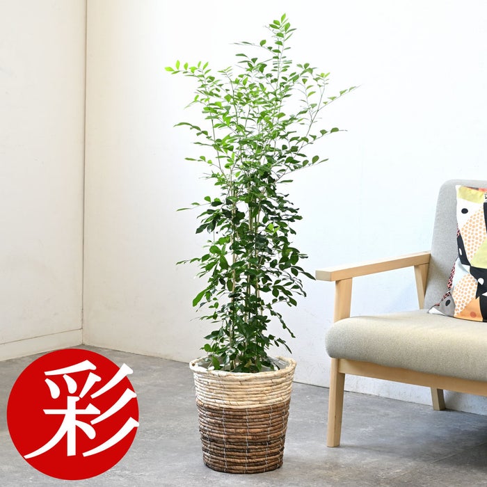 観葉植物 通販 シルクジャスミン ゲッキツ 7号鉢 ツートーン鉢カバー付 観葉植物 本物