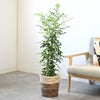 観葉植物 通販 シルクジャスミン ゲッキツ 7号鉢 ツートーン鉢カバー付 観葉植物 本物