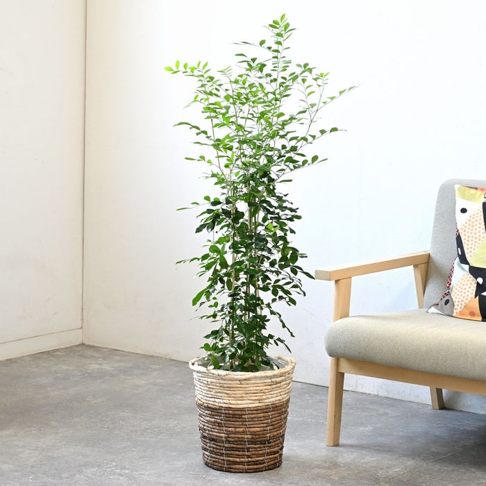 観葉植物 通販 シルクジャスミン ゲッキツ 7号鉢 ツートーン鉢カバー付 観葉植物 本物