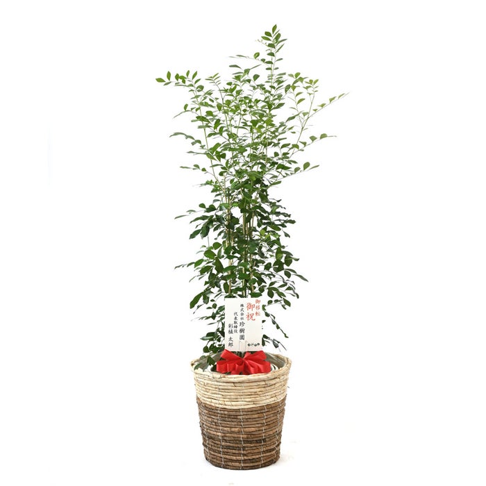 観葉植物 通販 シルクジャスミン ゲッキツ 7号鉢 ツートーン鉢カバー付 観葉植物 本物