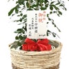 観葉植物 通販 シルクジャスミン ゲッキツ 7号鉢 ツートーン鉢カバー付 観葉植物 本物