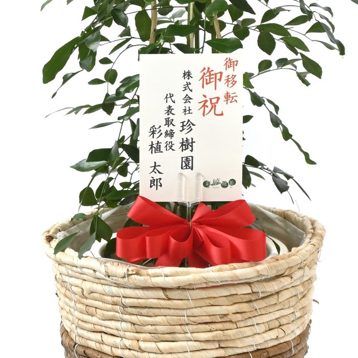 観葉植物 通販 シルクジャスミン ゲッキツ 7号鉢 ツートーン鉢カバー付 観葉植物 本物