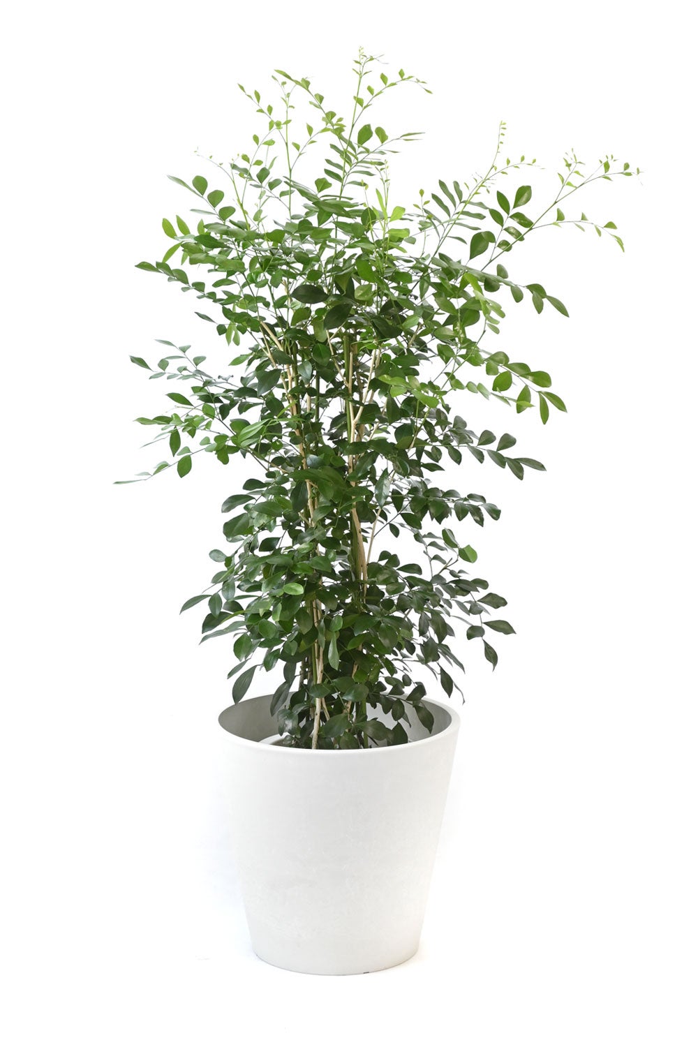 観葉植物 通販 シルクジャスミン ゲッキツ 7号鉢 ガルボ鉢カバー付 観葉植物 本物