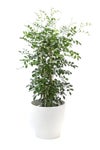 観葉植物 通販 シルクジャスミン ゲッキツ 7号鉢 ガルボ鉢カバー付 観葉植物 本物