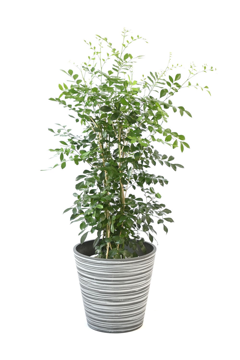 観葉植物 通販 シルクジャスミン ゲッキツ 7号鉢 エコフレンドリーポット鉢カバー付 観葉植物 本物