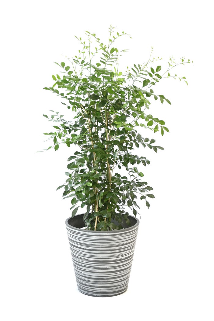 観葉植物 通販 シルクジャスミン ゲッキツ 7号鉢 エコフレンドリーポット鉢カバー付 観葉植物 本物