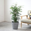 観葉植物 通販 シルクジャスミン ゲッキツ 7号鉢 エコフレンドリーポット鉢カバー付 観葉植物 本物