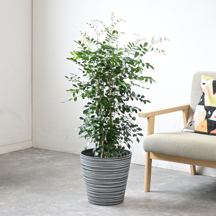 観葉植物 通販 シルクジャスミン ゲッキツ 7号鉢 エコフレンドリーポット鉢カバー付 観葉植物 本物