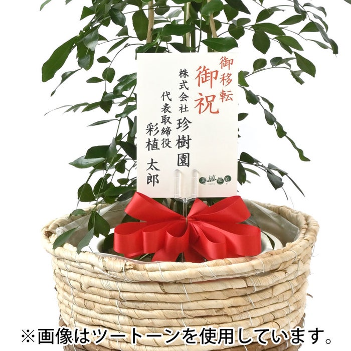 観葉植物 通販 シルクジャスミン ゲッキツ 7号鉢 エコフレンドリーポット鉢カバー付 観葉植物 本物