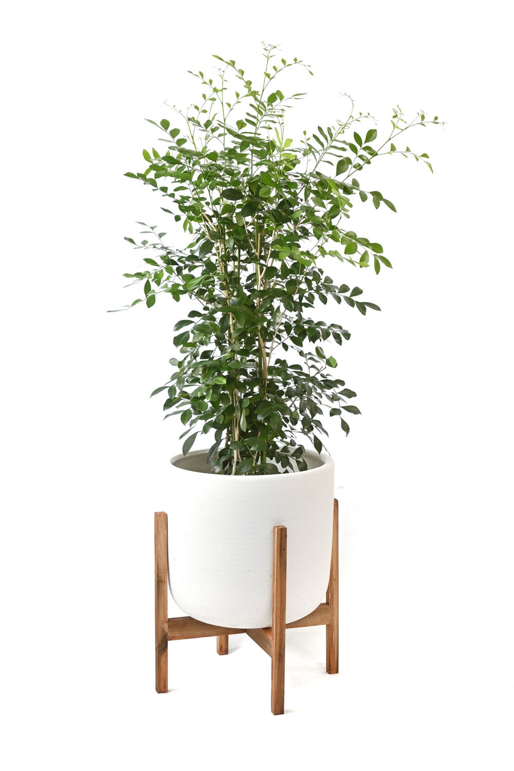 観葉植物 通販 シルクジャスミン ゲッキツ 7号鉢 ルーケト鉢カバー付 観葉植物 本物