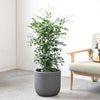 観葉植物 通販 シルクジャスミン ゲッキツ 7号鉢 ルーケト鉢カバー付 観葉植物 本物