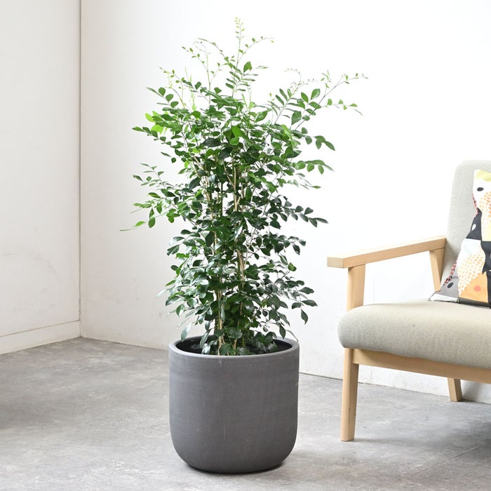 観葉植物 通販 シルクジャスミン ゲッキツ 7号鉢 ルーケト鉢カバー付 観葉植物 本物