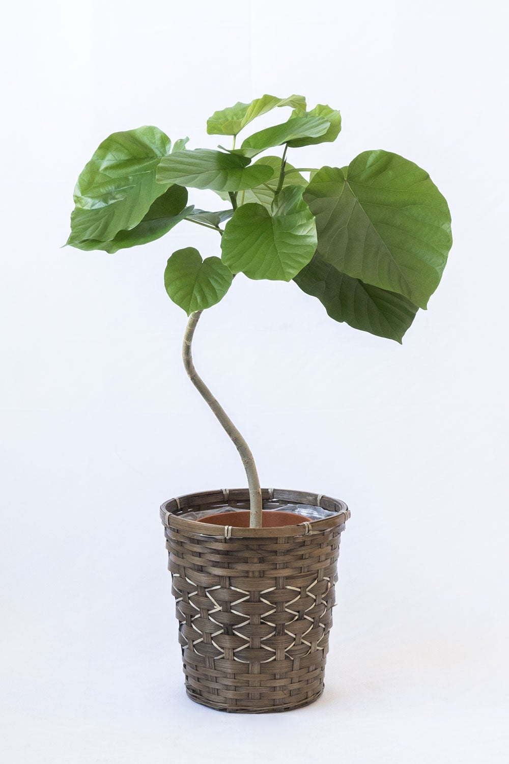 観葉植物 通販 フィカス・ウンベラータ 7号鉢 キャラメルブラウン鉢カバー付 観葉植物 本物