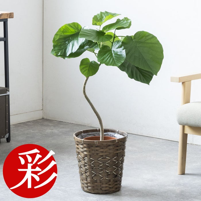 観葉植物 通販 フィカス・ウンベラータ 7号鉢 キャラメルブラウン鉢カバー付 観葉植物 本物
