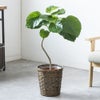 観葉植物 通販 フィカス・ウンベラータ 7号鉢 キャラメルブラウン鉢カバー付 観葉植物 本物