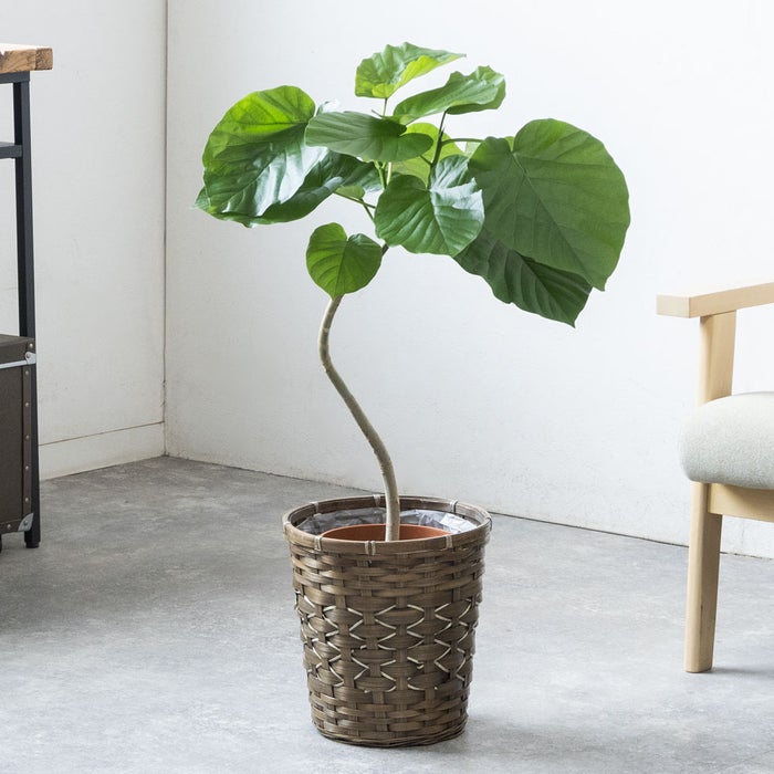 観葉植物 通販 フィカス・ウンベラータ 7号鉢 キャラメルブラウン鉢カバー付 観葉植物 本物