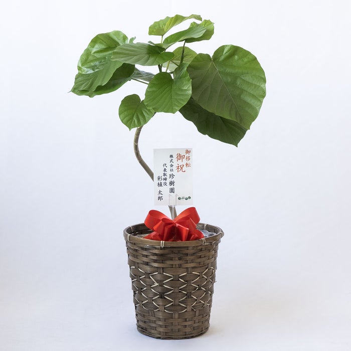 観葉植物 通販 フィカス・ウンベラータ 7号鉢 キャラメルブラウン鉢カバー付 観葉植物 本物
