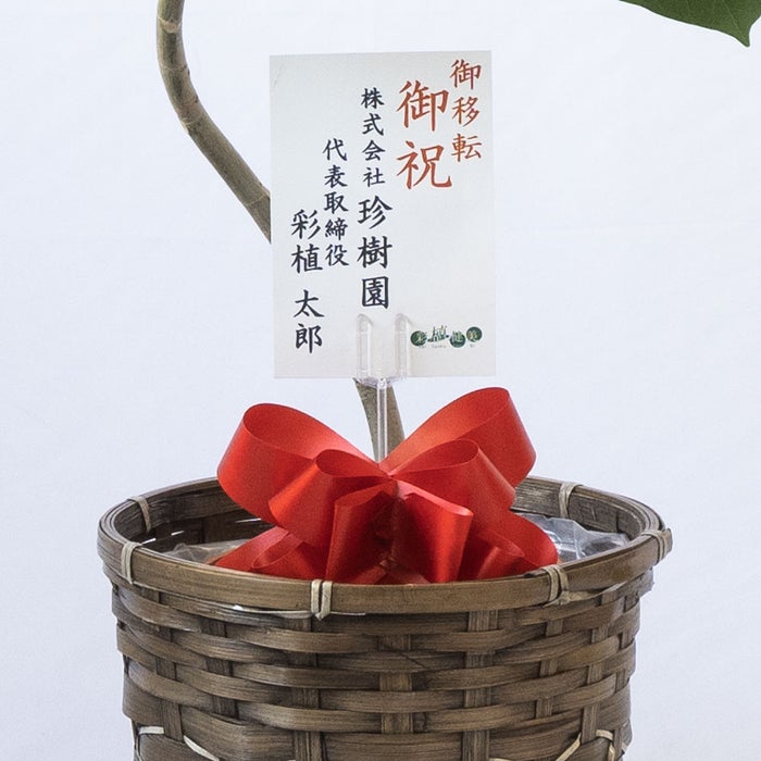 観葉植物 通販 フィカス・ウンベラータ 7号鉢 キャラメルブラウン鉢カバー付 観葉植物 本物