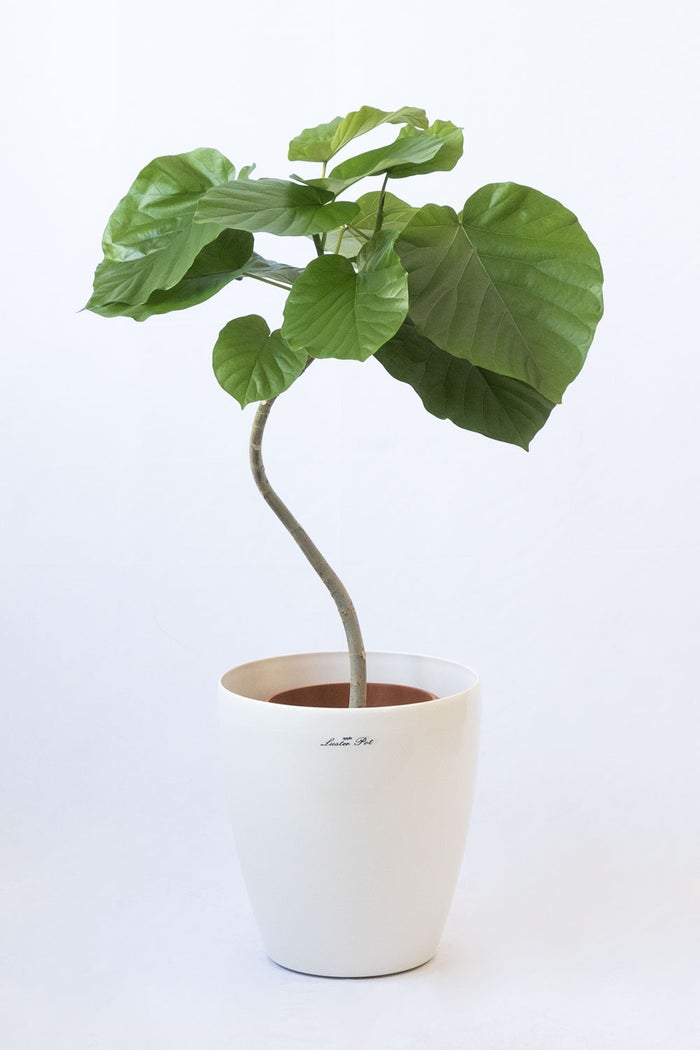 観葉植物 通販 フィカス・ウンベラータ 7号鉢 ラスター白鉢カバー付 観葉植物 本物