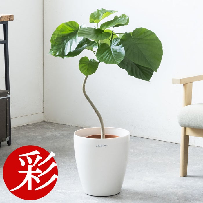 観葉植物 通販 フィカス・ウンベラータ 7号鉢 ラスター白鉢カバー付 観葉植物 本物