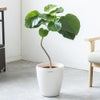 観葉植物 通販 フィカス・ウンベラータ 7号鉢 ラスター白鉢カバー付 観葉植物 本物