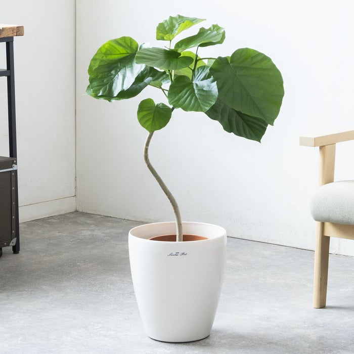 観葉植物 通販 フィカス・ウンベラータ 7号鉢 ラスター白鉢カバー付 観葉植物 本物