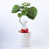 観葉植物 通販 フィカス・ウンベラータ 7号鉢 ラスター白鉢カバー付 観葉植物 本物