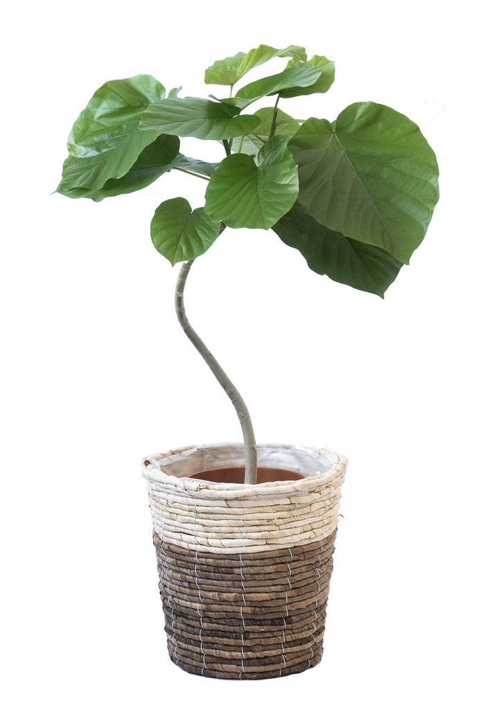 観葉植物 通販 フィカス・ウンベラータ 7号鉢 ツートーン鉢カバー付 観葉植物 本物