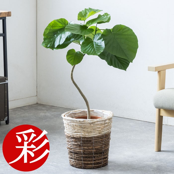 観葉植物 通販 フィカス・ウンベラータ 7号鉢 ツートーン鉢カバー付 観葉植物 本物