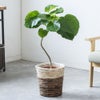 観葉植物 通販 フィカス・ウンベラータ 7号鉢 ツートーン鉢カバー付 観葉植物 本物
