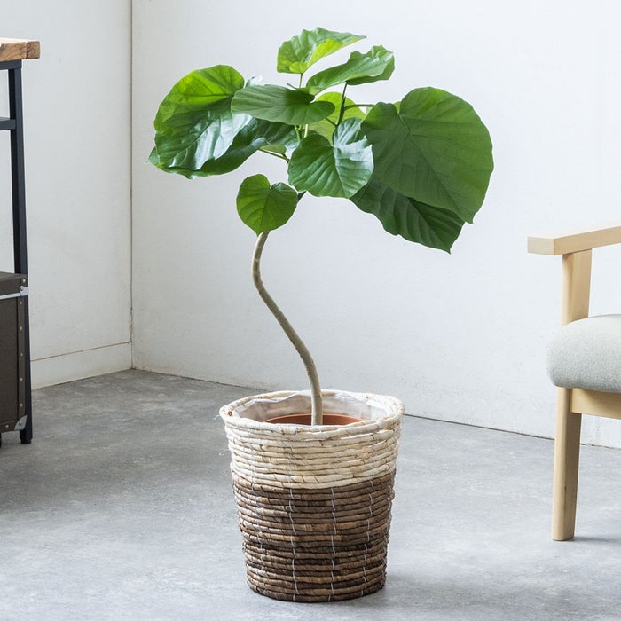 観葉植物 通販 フィカス・ウンベラータ 7号鉢 ツートーン鉢カバー付 観葉植物 本物