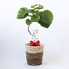 観葉植物 通販 フィカス・ウンベラータ 7号鉢 ツートーン鉢カバー付 観葉植物 本物