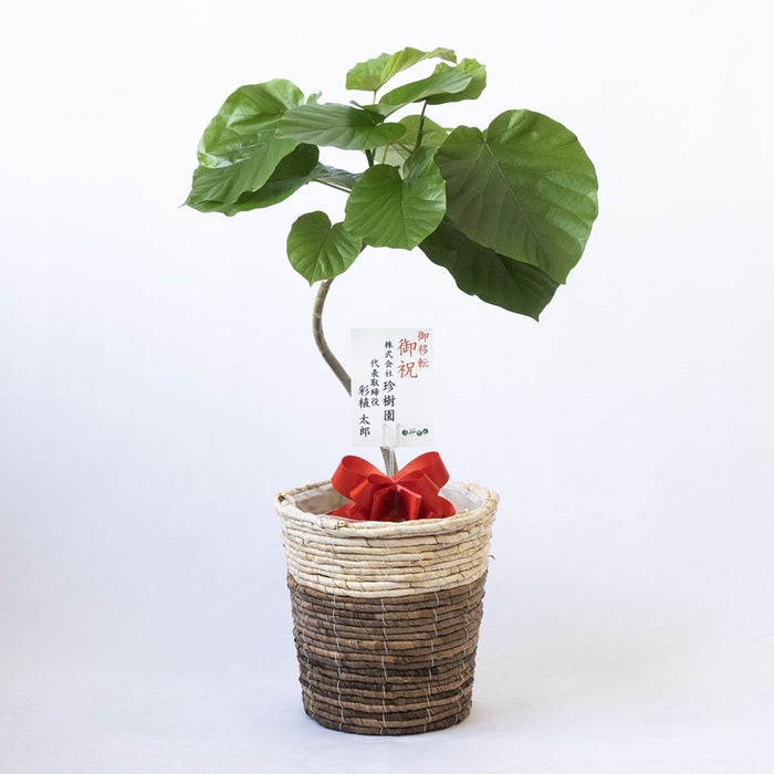 観葉植物 通販 フィカス・ウンベラータ 7号鉢 ツートーン鉢カバー付 観葉植物 本物