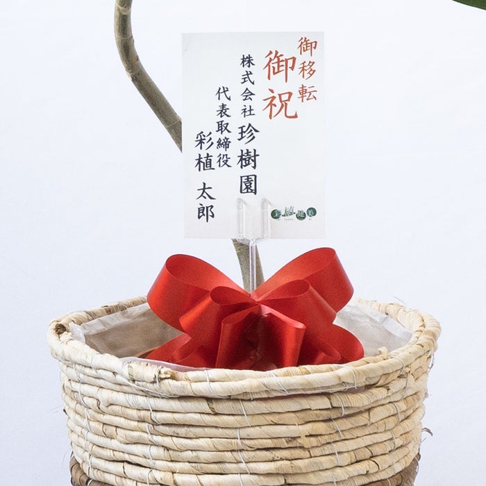 観葉植物 通販 フィカス・ウンベラータ 7号鉢 ツートーン鉢カバー付 観葉植物 本物