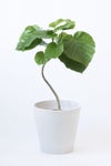 観葉植物 通販 フィカス・ウンベラータ 7号鉢 ガルボ鉢カバー付 観葉植物 本物