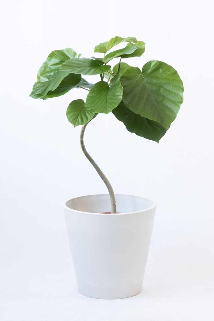 観葉植物 通販 フィカス・ウンベラータ 7号鉢 ガルボ鉢カバー付 観葉植物 本物