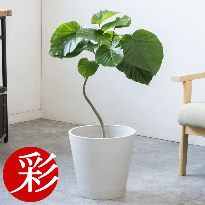 観葉植物 通販 フィカス・ウンベラータ 7号鉢 ガルボ鉢カバー付 観葉植物 本物