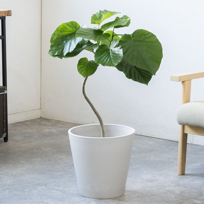 観葉植物 通販 フィカス・ウンベラータ 7号鉢 ガルボ鉢カバー付 観葉植物 本物