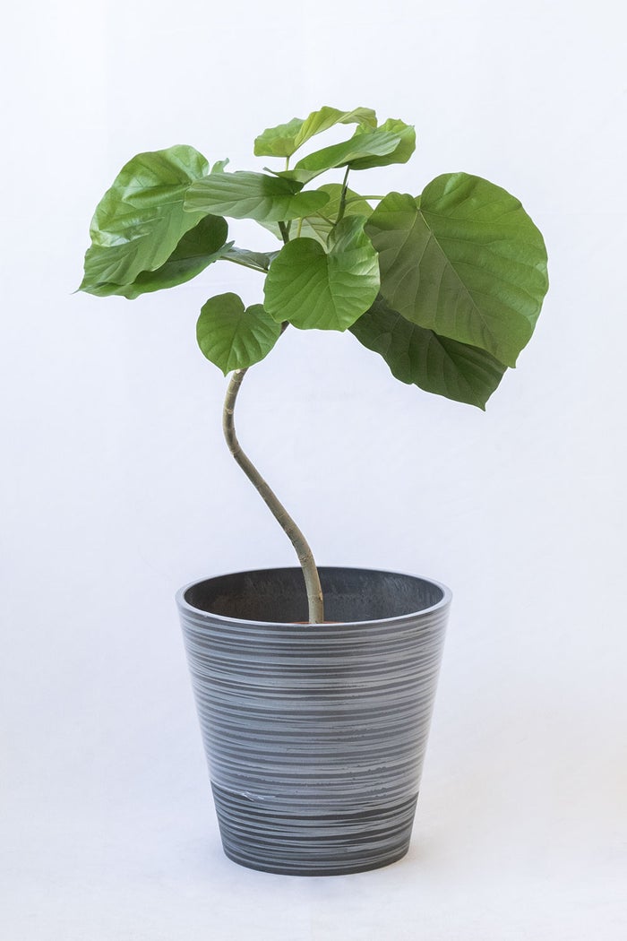 観葉植物 通販 フィカス・ウンベラータ 7号鉢 エコフレンドリーポット鉢カバー付 観葉植物 本物