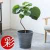 観葉植物 通販 フィカス・ウンベラータ 7号鉢 エコフレンドリーポット鉢カバー付 観葉植物 本物