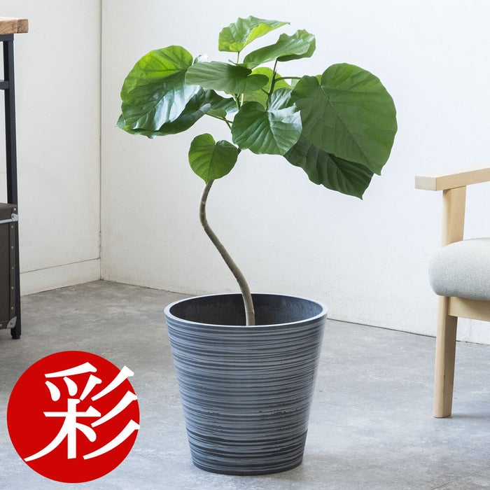 観葉植物 通販 フィカス・ウンベラータ 7号鉢 エコフレンドリーポット鉢カバー付 観葉植物 本物