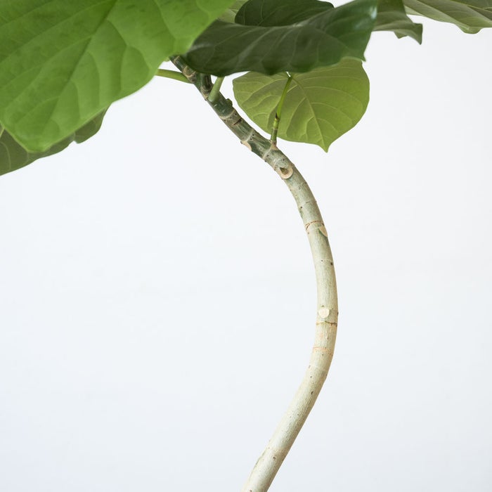 観葉植物 通販 フィカス・ウンベラータ 7号鉢 エコフレンドリーポット鉢カバー付 観葉植物 本物