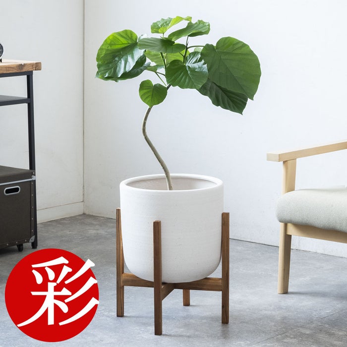 観葉植物 通販 フィカス・ウンベラータ 7号鉢 ルーケト鉢カバー付 観葉植物 本物