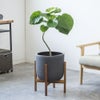 観葉植物 通販 フィカス・ウンベラータ 7号鉢 ルーケト鉢カバー付 観葉植物 本物