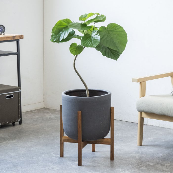 観葉植物 通販 フィカス・ウンベラータ 7号鉢 ルーケト鉢カバー付 観葉植物 本物