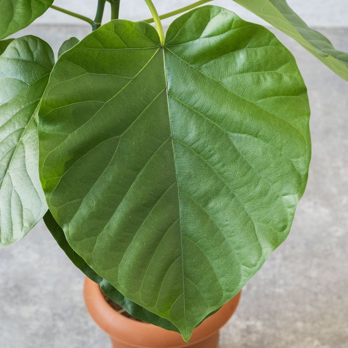観葉植物 通販 フィカス・ウンベラータ 7号鉢 ルーケト鉢カバー付 観葉植物 本物