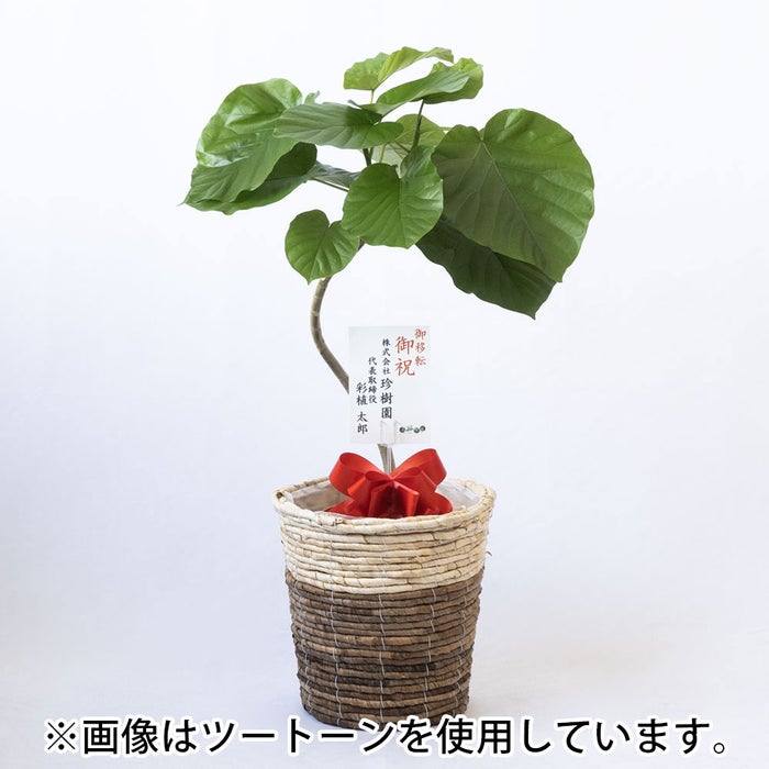 観葉植物 通販 フィカス・ウンベラータ 7号鉢 ルーケト鉢カバー付 観葉植物 本物