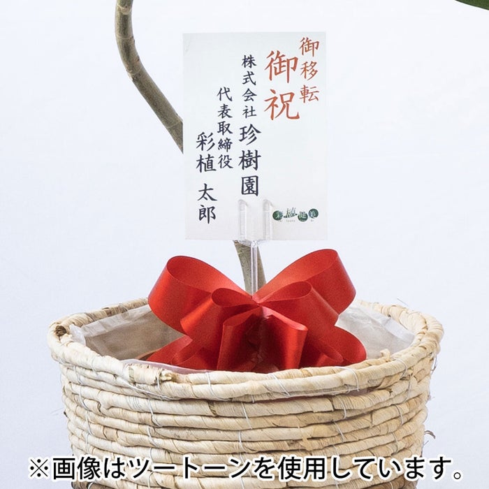 観葉植物 通販 フィカス・ウンベラータ 7号鉢 ルーケト鉢カバー付 観葉植物 本物